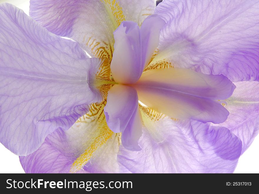 Close up image of  purple iris flower