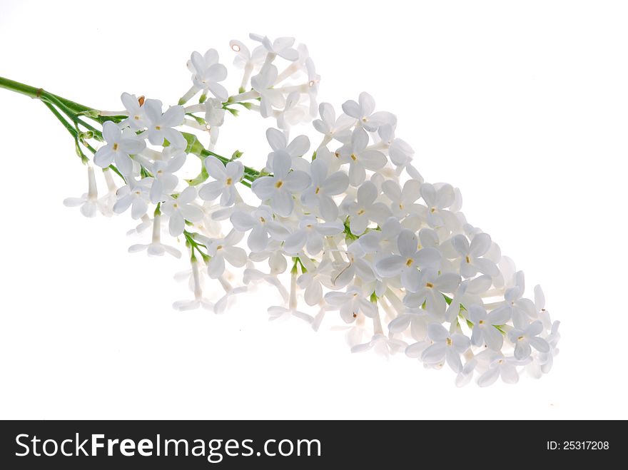 White lilac against white background