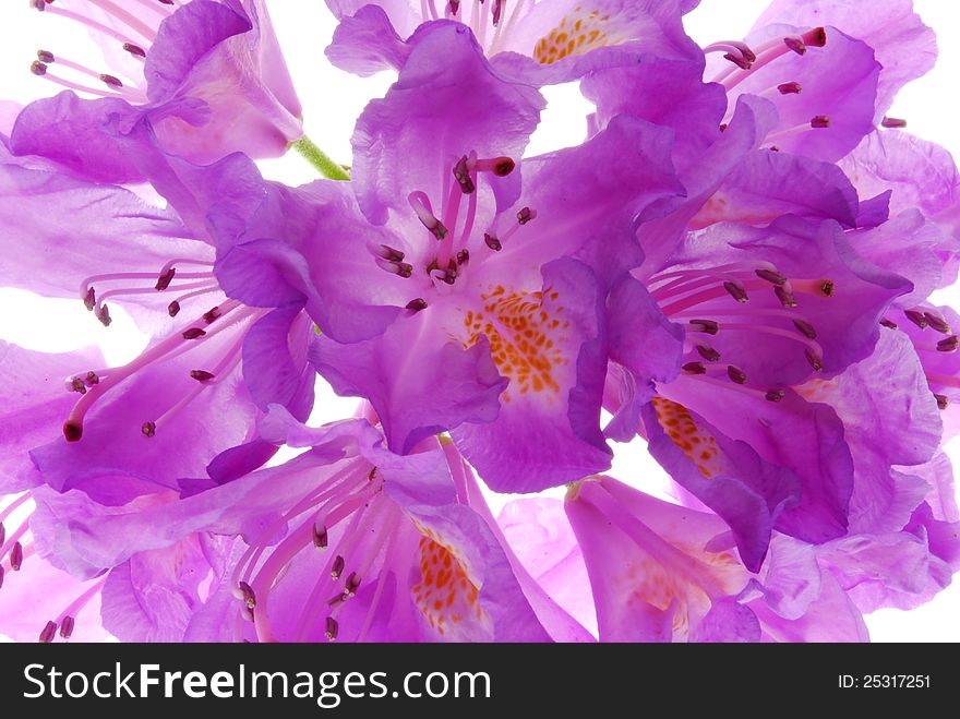 Close op image of rhododendrons