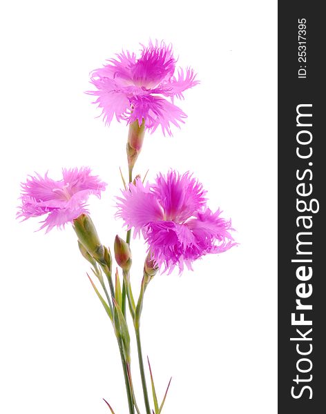 Pink carnation flowers with white background