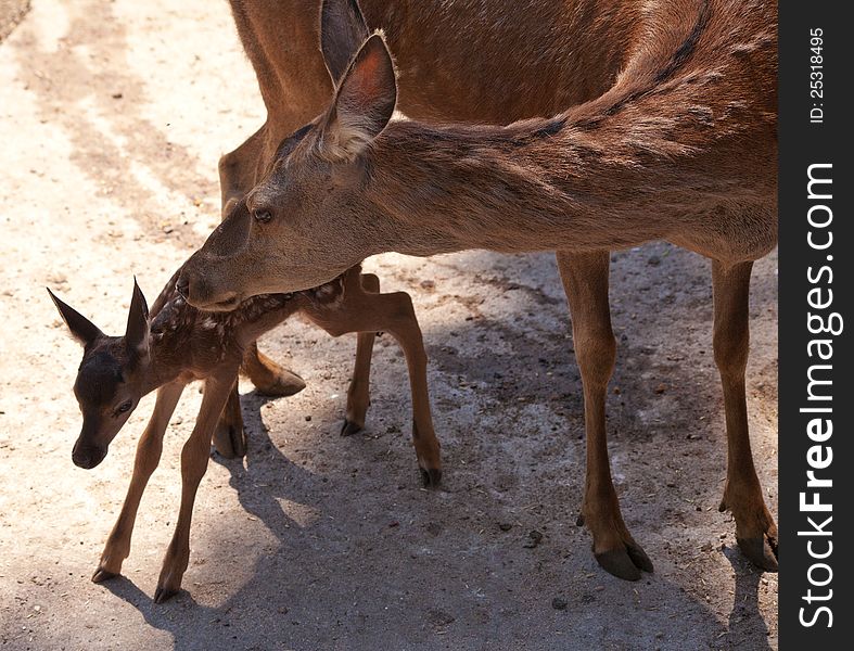 Deer with fawn in the city zoo