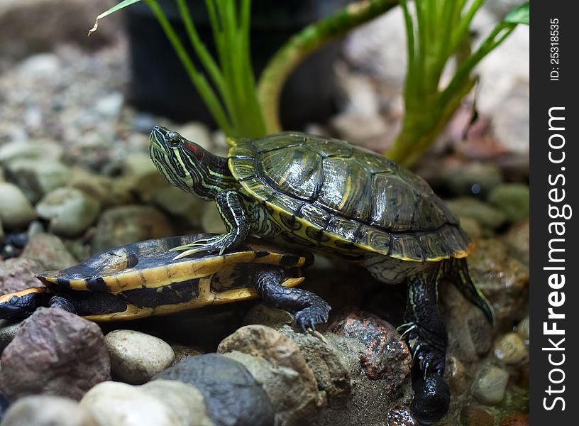 Bright green terrapins in city zoo on summer day