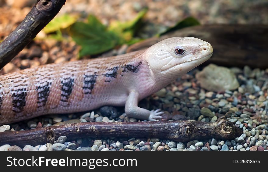 Bright pink lizard in city zoo on summer day. Bright pink lizard in city zoo on summer day