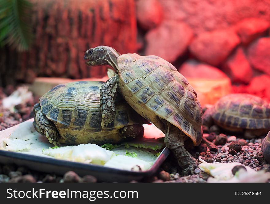 Two turtles in city zoo on bright red stones background