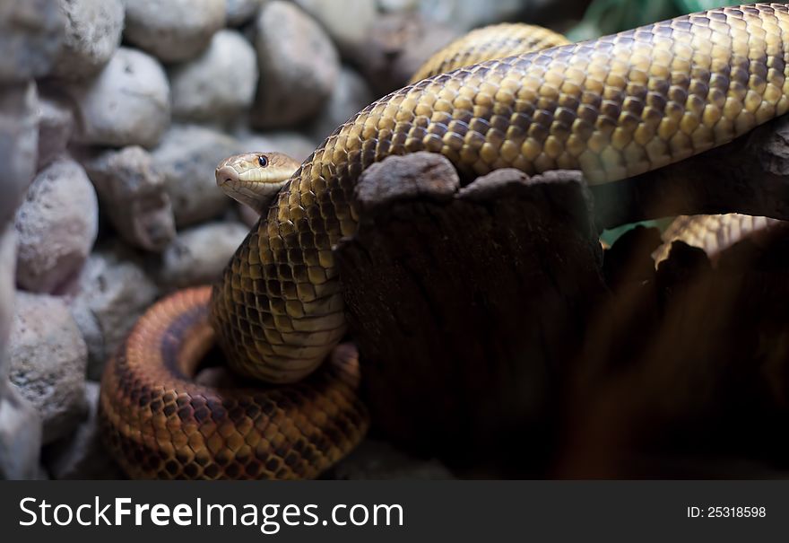 Dangerous snake in city zoo on grey stones background