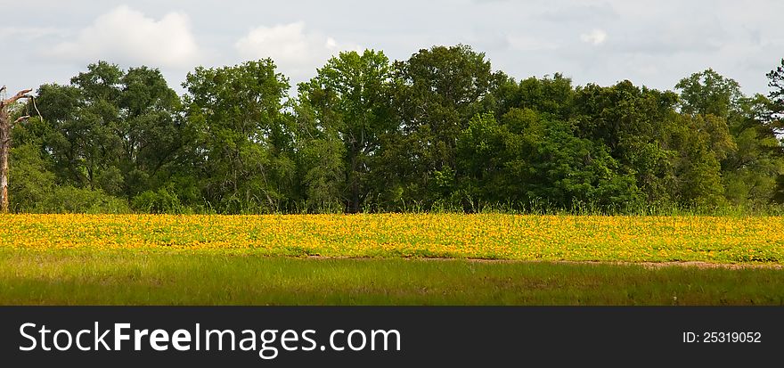 Field of yellow flowers against a green forest in Tallahassee, Florida