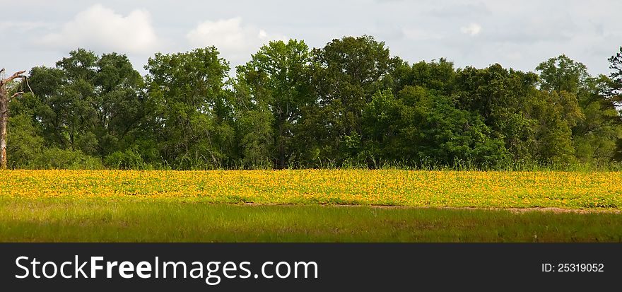 Field of Yellow Flowers