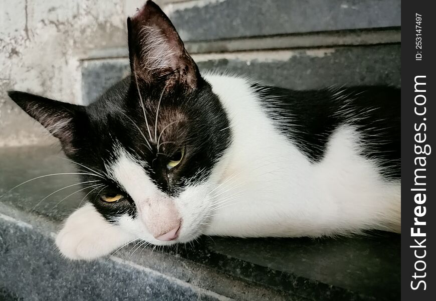 sleepy cat on stairs,multi coloured eye female cat looking innocent,cat,kitten,cute cat,little cat,feline,white-black coloured,dom