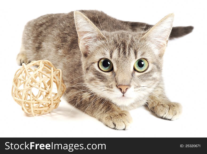 Beautiful gray kitten, on a white background