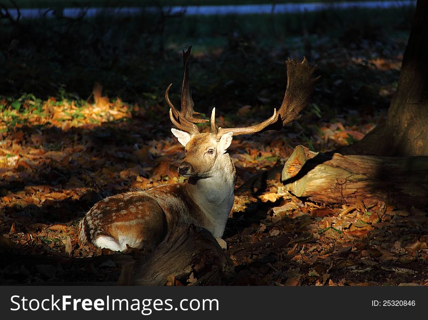 A large deer enjoying a rest in a clearing of a forest. A large deer enjoying a rest in a clearing of a forest