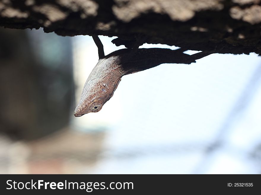 Small lizard common male hung upside down