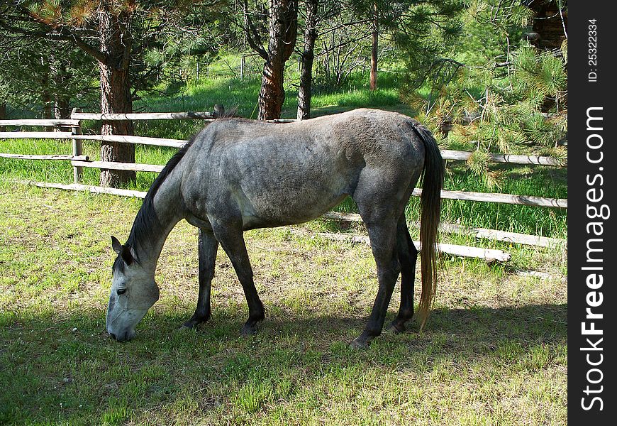 Gray Mare grazing by a rustic fence in a Mountain pasture. Gray Mare grazing by a rustic fence in a Mountain pasture