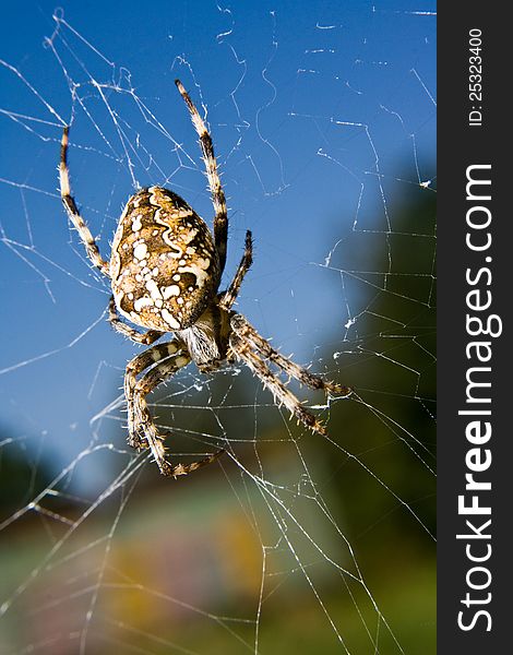 Macro picture of a cross spider on forest background