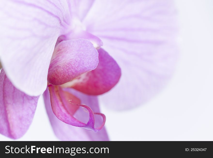 The purple heart of a phalaenopsis orchid