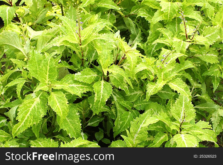 Green leaves