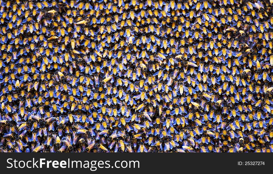 Close up of the bees on beehive. Close up of the bees on beehive