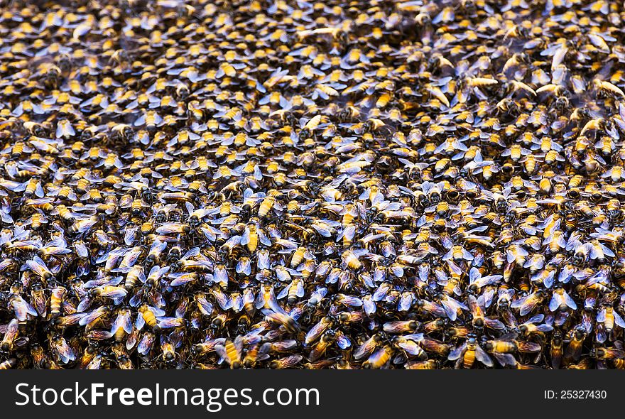 Close up of the bees on beehive. Close up of the bees on beehive