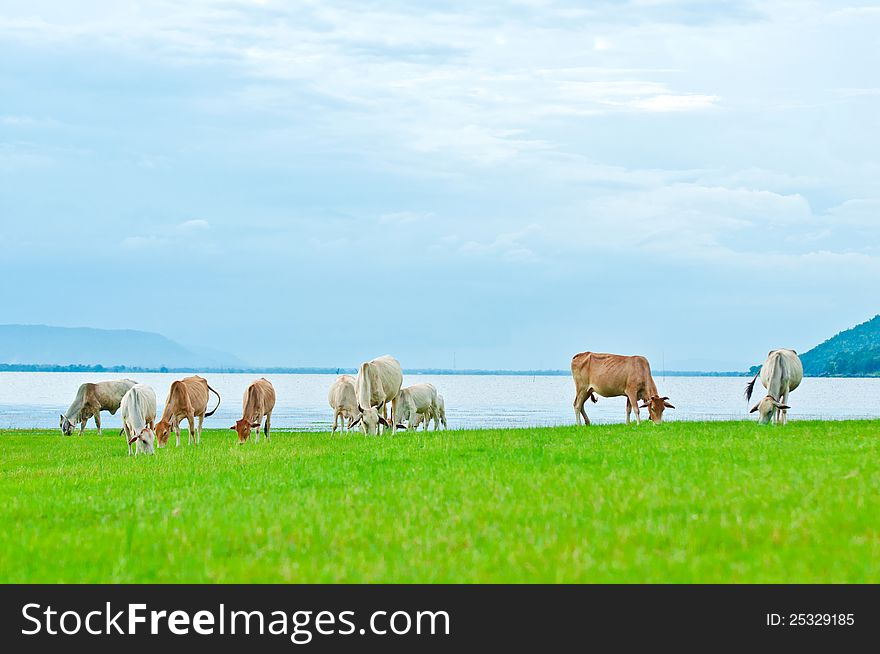 Shot of cow herd during feeding grass on the lake shore. Shot of cow herd during feeding grass on the lake shore