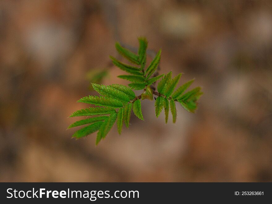 A Blossoming Tree Branch On A Blurry Background.