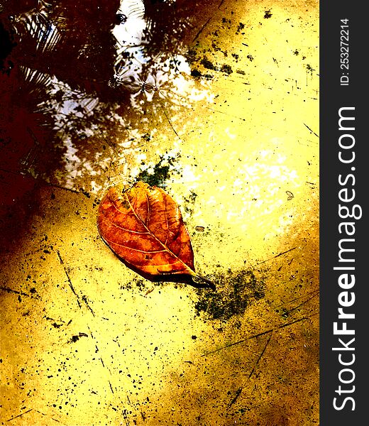 jack leaves on the water floor tree shadow beautifully colour editing image