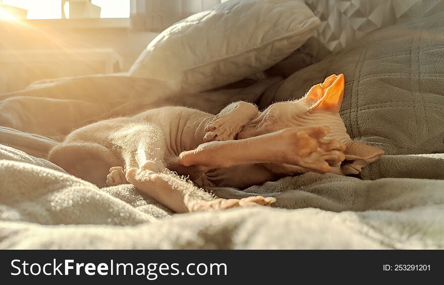 A hairless don sphynx cat lies on it back with paws up