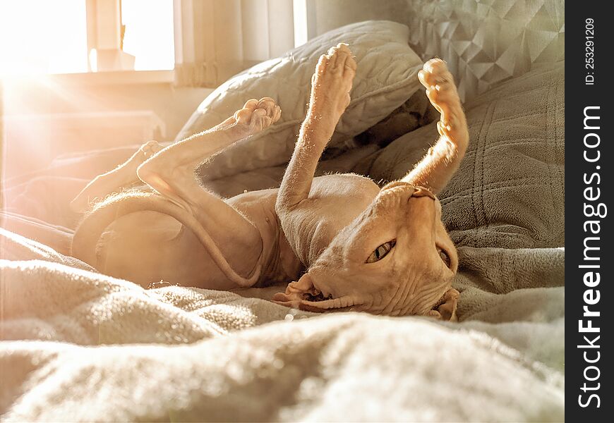 A hairless don sphynx cat lies on it back with paws up