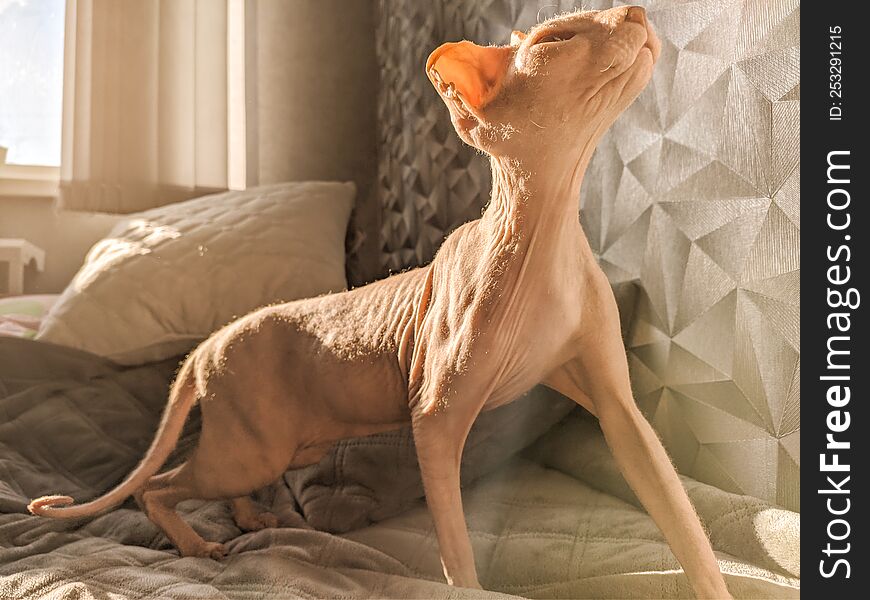 A Hairless Don Sphynx Cat On The Bed