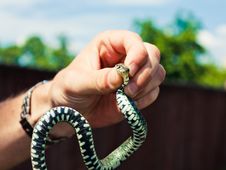 Holding A Grass Snake Royalty Free Stock Photography Holding A Grass Snake Royalty Free Stock Photography