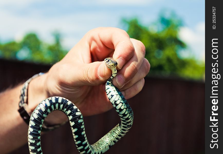 Handling of a grass snake (Natrix natrix) being demonstrated. Handling of a grass snake (Natrix natrix) being demonstrated