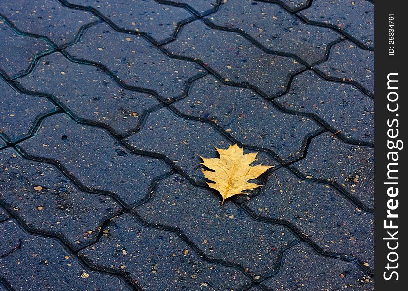 Lonely leaf of a tree in the floor. Lonely leaf of a tree in the floor