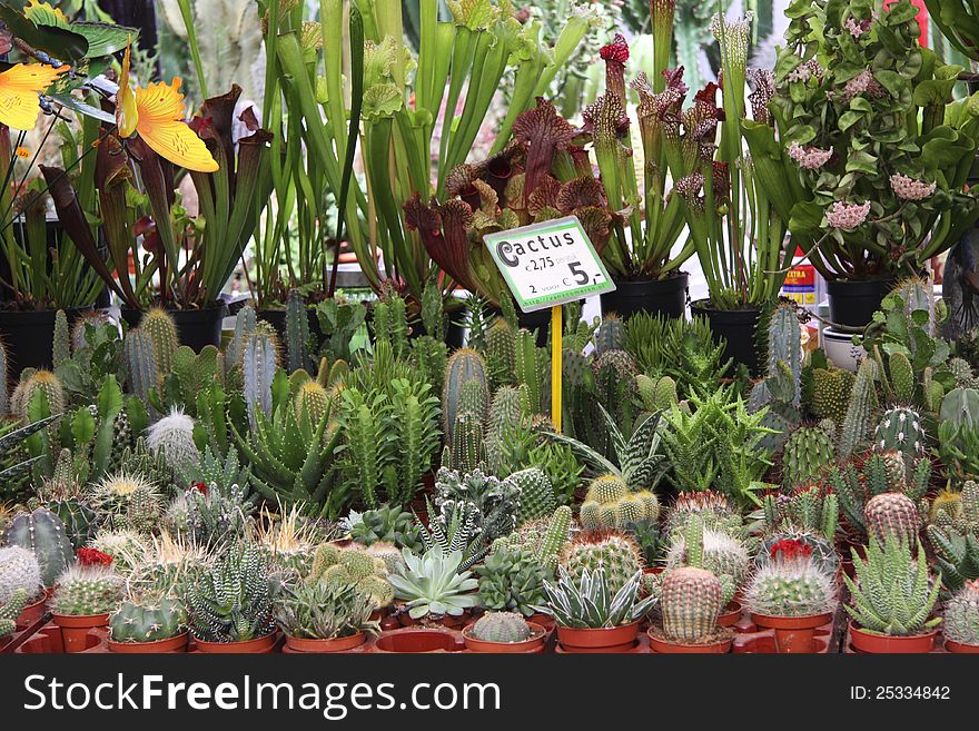 Showcase With Cacti