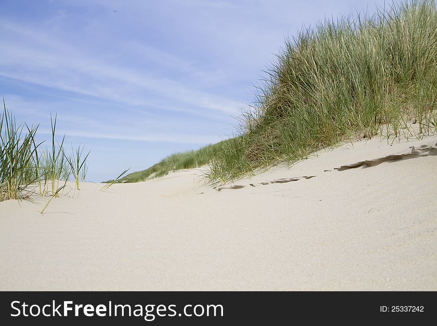 Sand dunes with grass and blue sky. Sand dunes with grass and blue sky