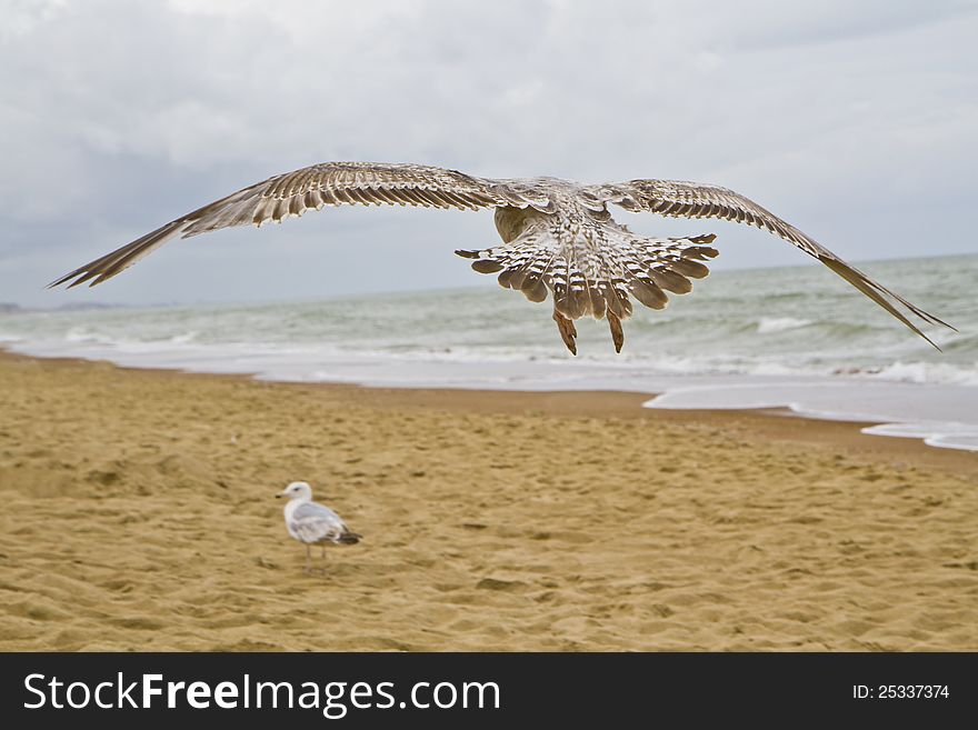 Seagull flying against blue sky with beach and ocean in the background. Seagull flying against blue sky with beach and ocean in the background