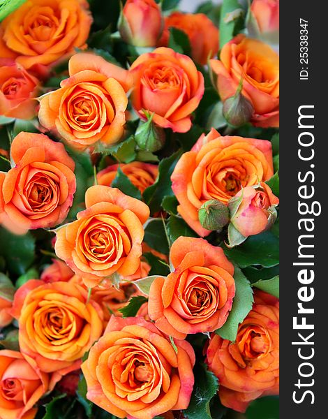 Apricot roses bouquet as background