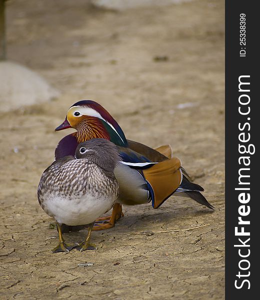 Two mandarin ducks in the bank of the river