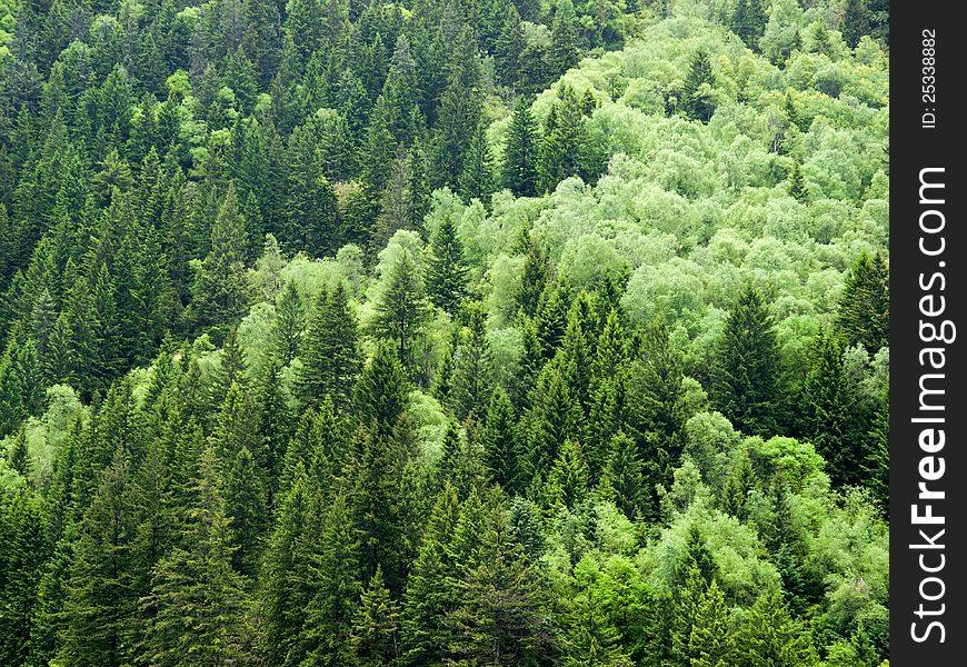 Pine trees in the forest. Pine trees in the forest