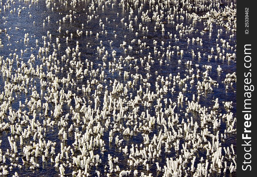 Ice forms on grass in Yellowstone river. Ice forms on grass in Yellowstone river