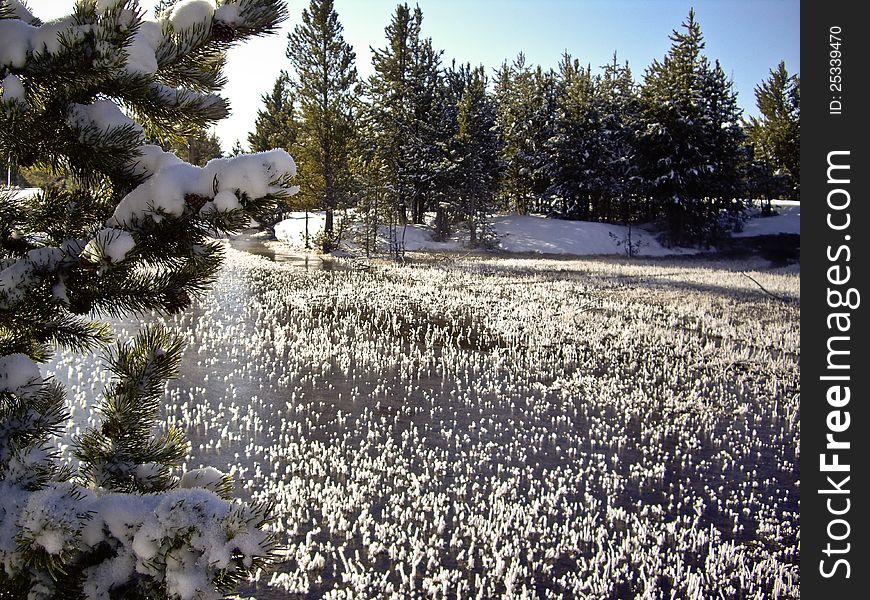 Ice Grass On The River In Yellowstone