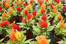 Celosia Argentea Royalty Free Stock Image Celosia Argentea Royalty Free Stock Image