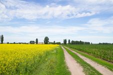 Road Through Flowering  Rapeseed Fields Royalty Free Stock Photography