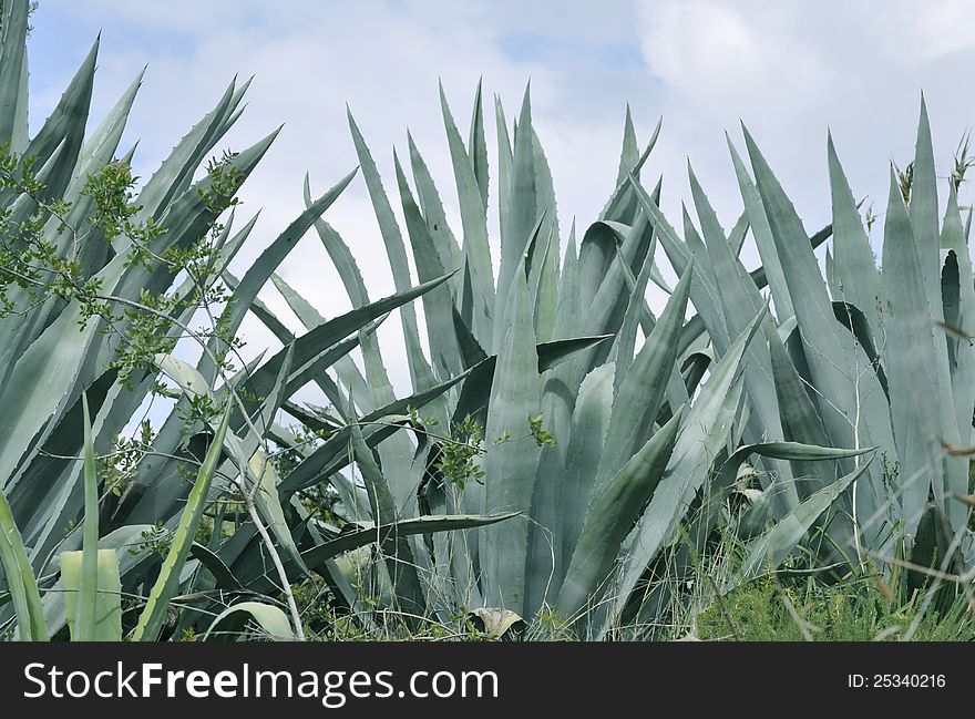Beautiful agave in a beautiful day in morroco country