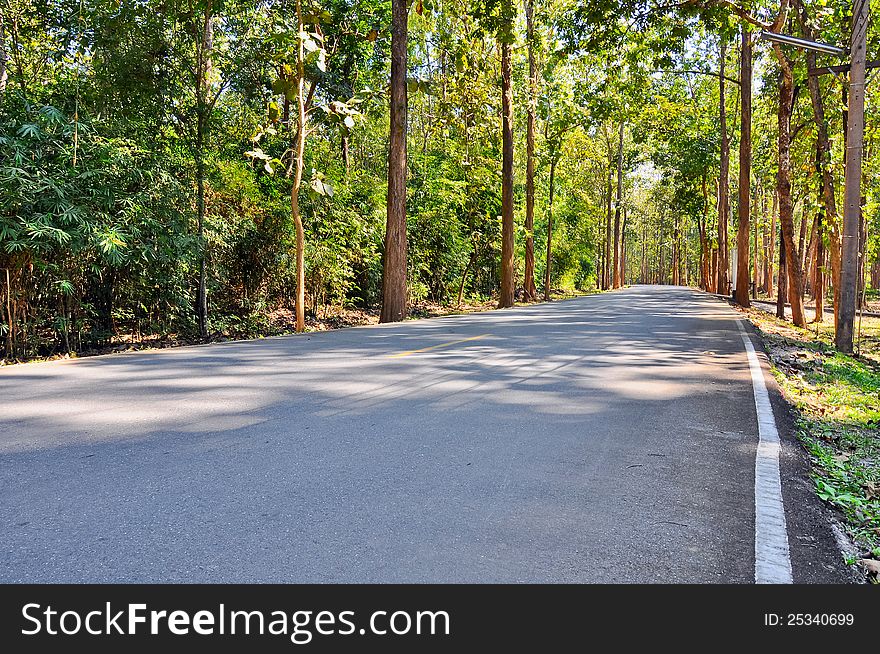 The country road  with  teak tree around. The country road  with  teak tree around