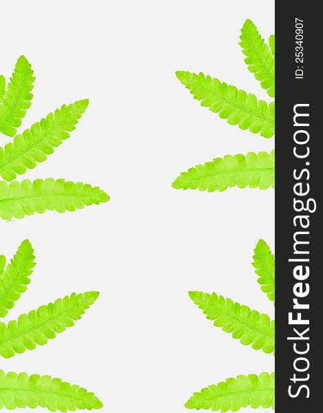 Fern Leaves Wallpaper