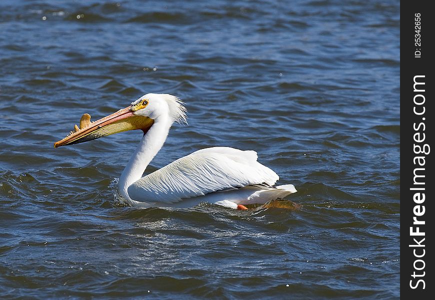 Swimming Pelican in Minnesota Lake