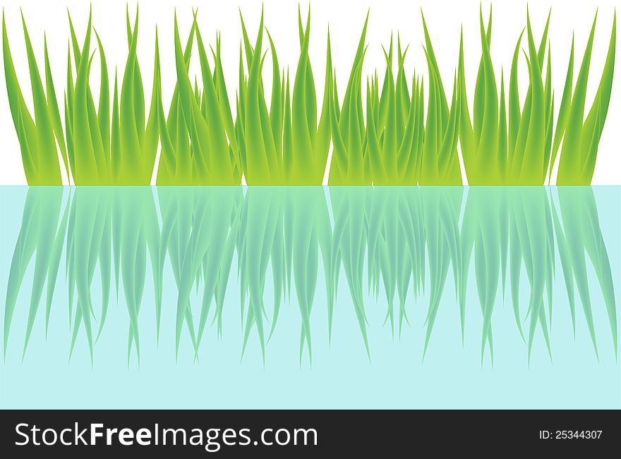 Grass reflecting in the water. Grass reflecting in the water