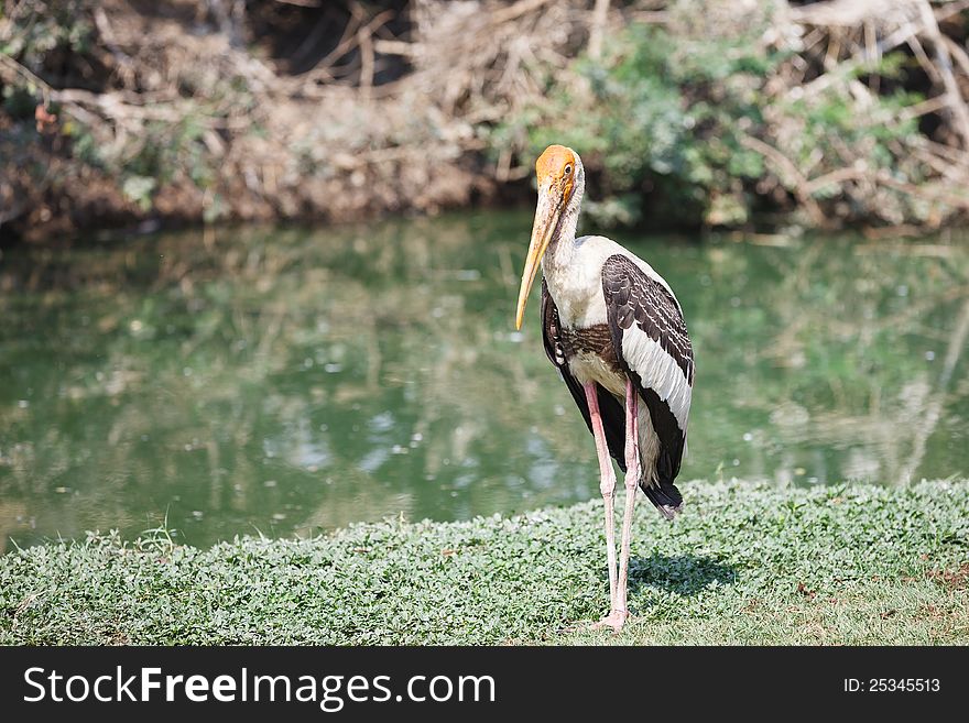 Painted stork, a large wading bird in the stork family