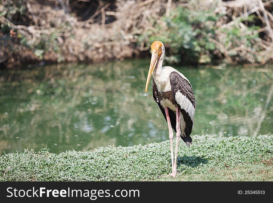 Painted stork