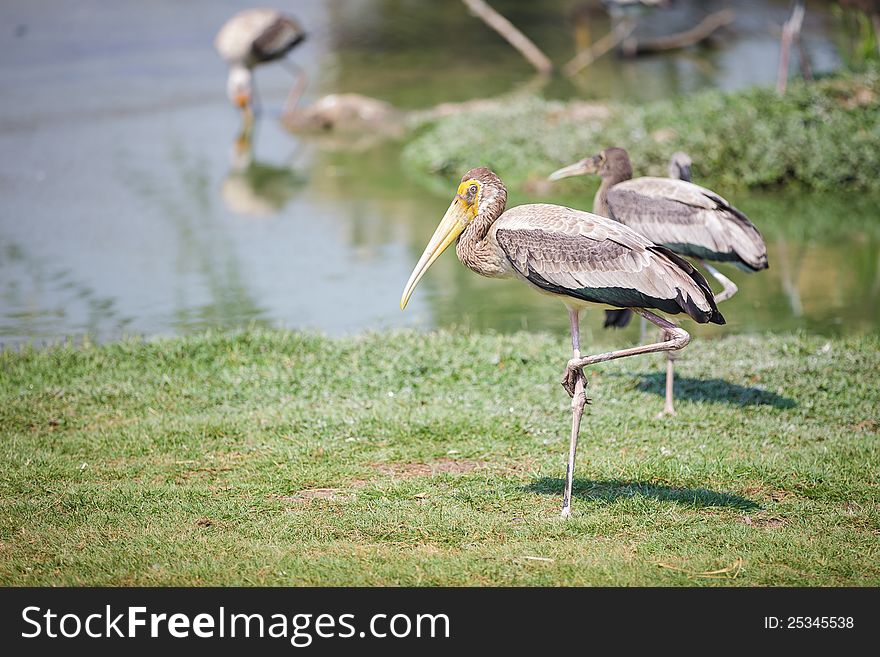 Painted stork, a large wading bird in the stork family