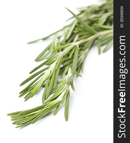 Sprig of fresh rosemary for use as an ingredient in cooking or for its aromatic essential oils in perfumery