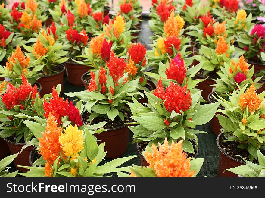 Colorful celosia argentea in pots